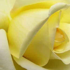 Meet your Posher, Sherry